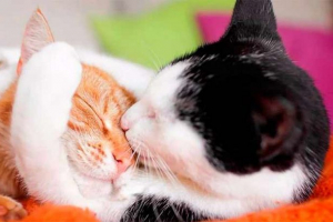 Що має знати власників спарювання кішок і кішок? Що має знати власників спарювання кішок і кішок?